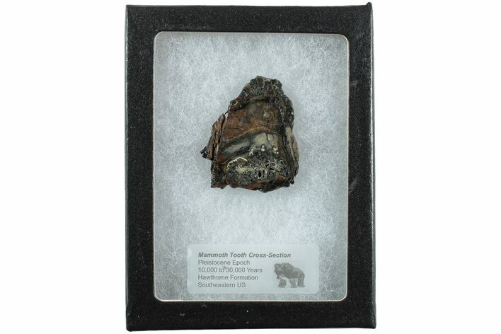 Mammoth Molar Slice with Case - South Carolina #238454